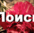Помогите найти родственников погибшего на войне солдата - Администрация г.Ейск