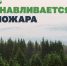 Малейшая неосторожность может уничтожить гектары леса. И только через 10 лет на месте пожара появляется небольшой зелёный островок. - Администрация Ейского района