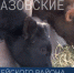 Агропромышленный комплекс в Ейском районе — одна из ведущих отраслей экономики - Приазовские степи