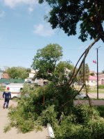 Ликвидация аварийных деревьев в Ейске продолжается