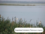 На Ханском озере в Ейском районе обнаружены краснокнижные виды птиц