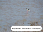 На Ханском озере в Ейском районе обнаружены краснокнижные виды птиц