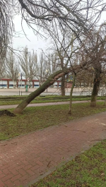 Уборка упавших от сильного ветра веток и деревьев в Ейске продолжается