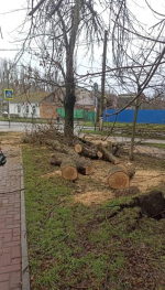 Уборка упавших от сильного ветра веток и деревьев в Ейске продолжается
