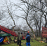 В парке Поддубного города Ейска продолжают обрезку деревьев - Приазовские степи
