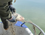Сегодня в Ейском районе состоялся рейд по сохранению водных биоресурсов
