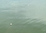Сегодня в Ейском районе состоялся рейд по сохранению водных биоресурсов