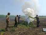 В Степном уничтожен очаг дикорастущей наркосодержащей конопли